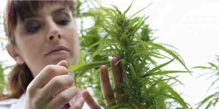 Il governo tedesco legalizzerà la cannabis “per uso ricreativo”